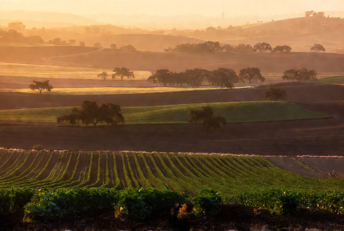 Golden hour farmland with healthy green crop rows