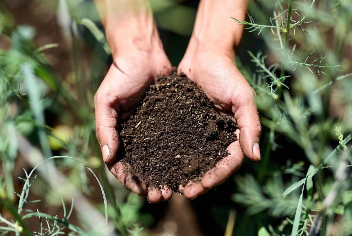 Hands holding rich dark living soil among garden greens